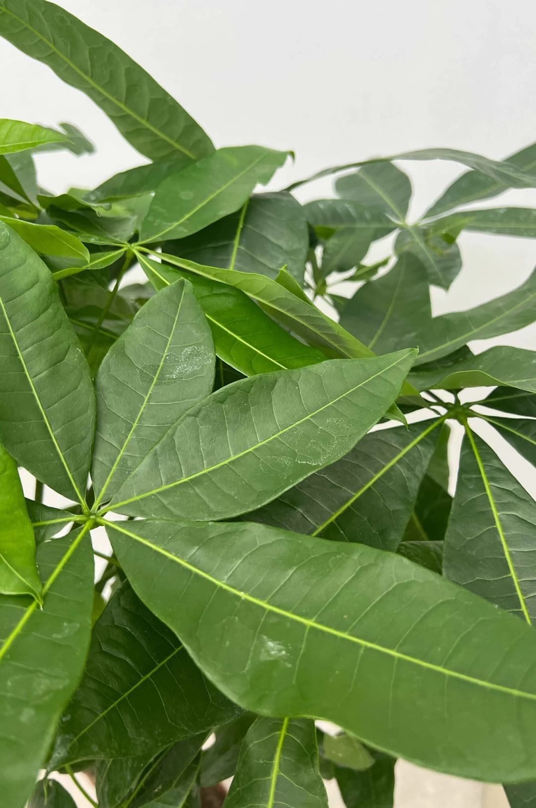 Pachira Aquatica (Para Ağacı) Bitkisi Masa Boy 3