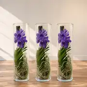 Vanda Orkide ( Hava Bitkisi ) Cam Vazoda 5