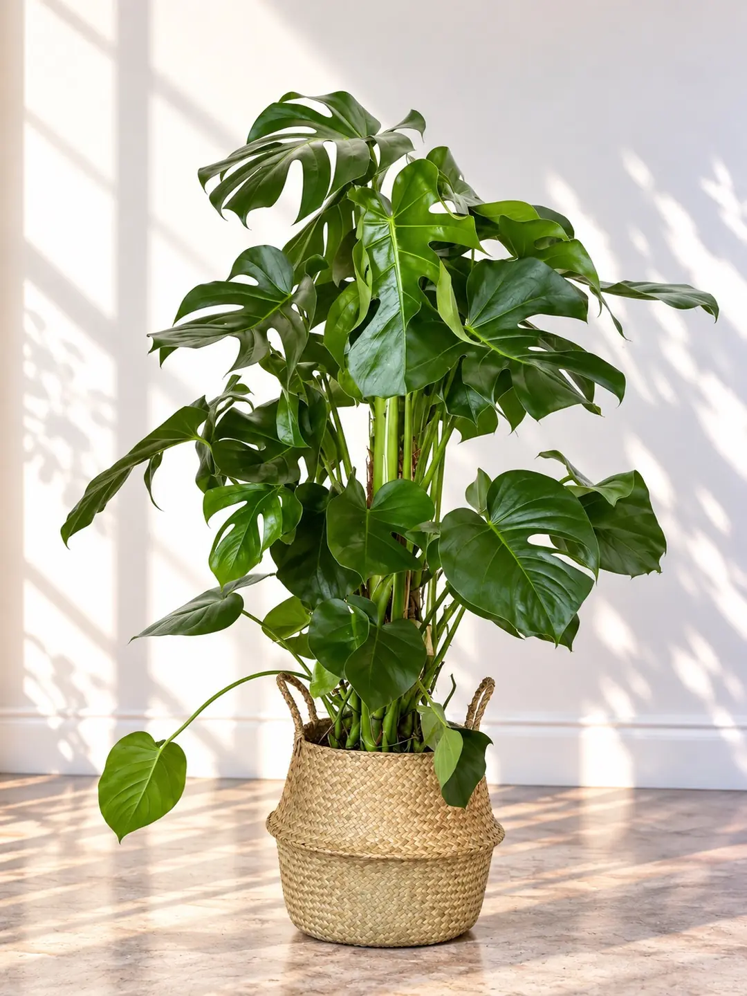 Monstera Deve tabanı (Monstera Deliciosa) Bitkisi Yosun Çubuklu 130-150 cm