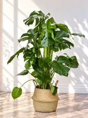 Monstera Deve tabanı (Monstera Deliciosa) Bitkisi Yosun Çubuklu 130-150 cm 1