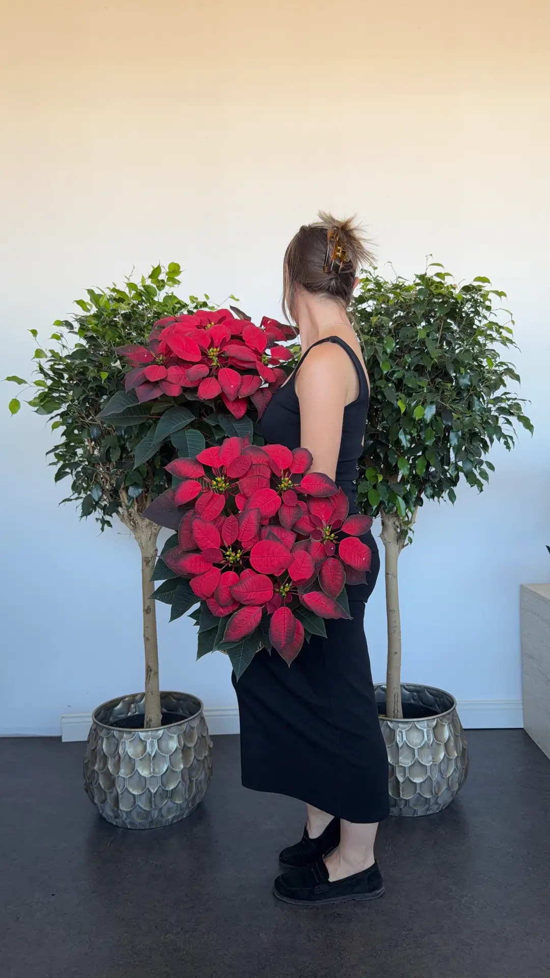 Poinsettia XXL 50-60 cm 4