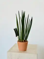 Sansevieria Cylindirica (50 cm) 2