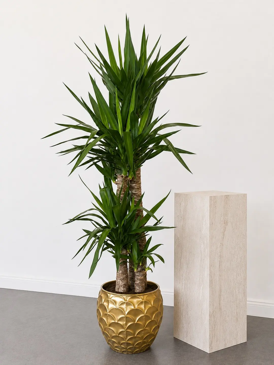 Yucca ( Yuka ) Bitkisi Dört Gövdeli 170-180 cm
