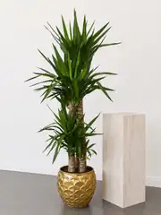 Yucca ( Yuka ) Bitkisi Dört Gövdeli 170-180 cm 1