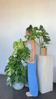 Monstera Deliciosa Variegata (Nadir Tür) 3
