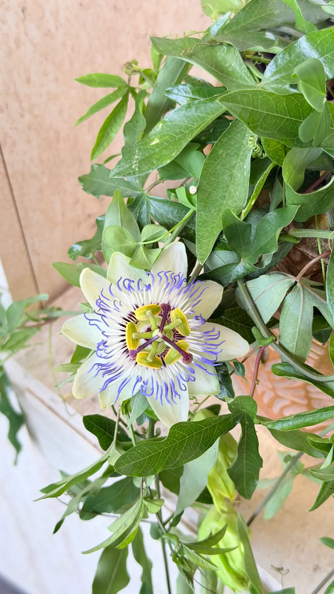 Çarkıfelek Çiçeği - Passiflora Caerulea 3