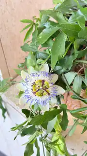 Çarkıfelek Çiçeği - Passiflora Caerulea 3