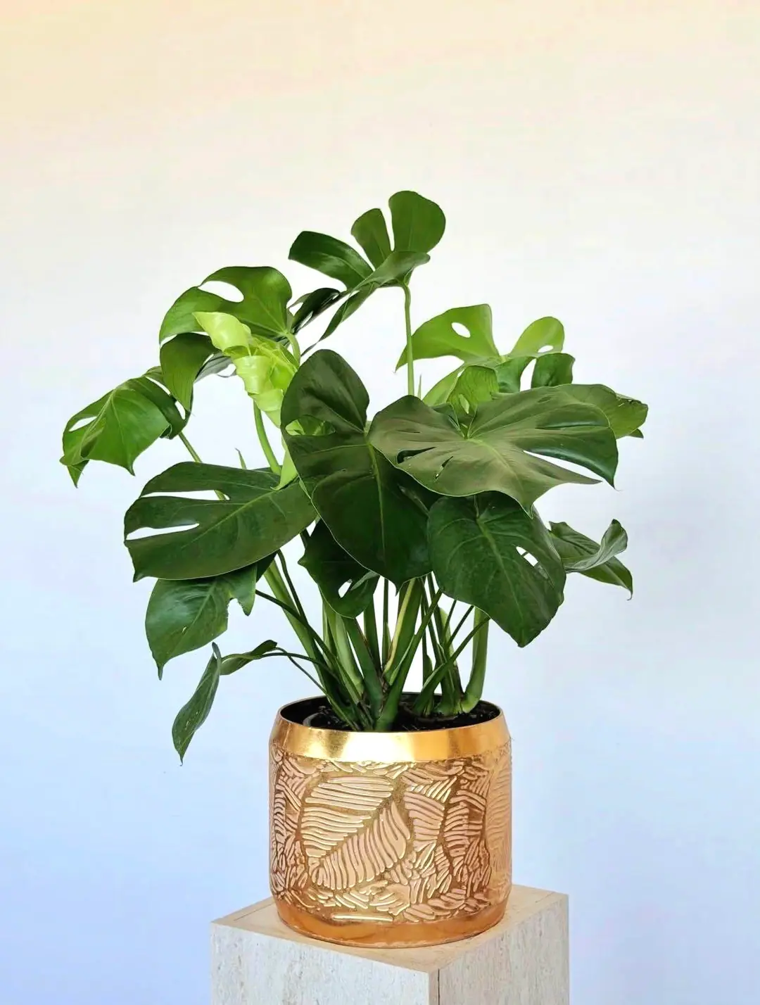  Monstera Deve tabanı (Monstera Deliciosa) Bitkisi 90-100 cm
