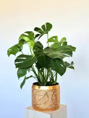  Monstera Deve tabanı (Monstera Deliciosa) Bitkisi 90-100 cm 1