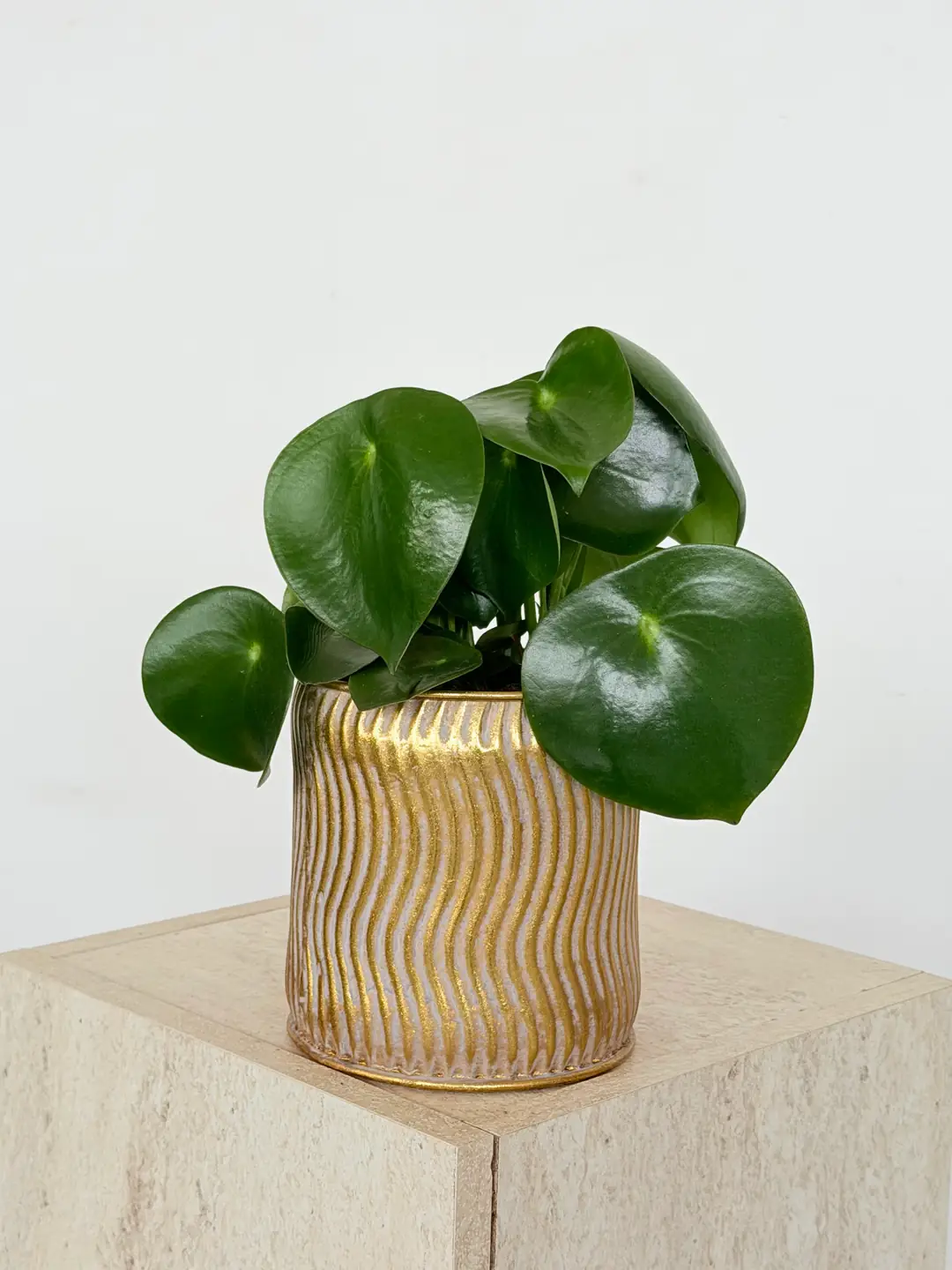 Yağmur Damlası -Raindrop Peperomia