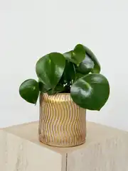 Yağmur Damlası -Raindrop Peperomia 1