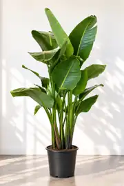 Starliçe Bitkisi Altı Köklü Dolgun Form ( Strelitzia Nicolai 180-200 cm ) 2