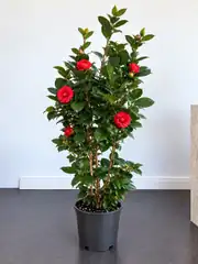 Japon Kamelyası (Camellia Japonica) 120–130 cm 2