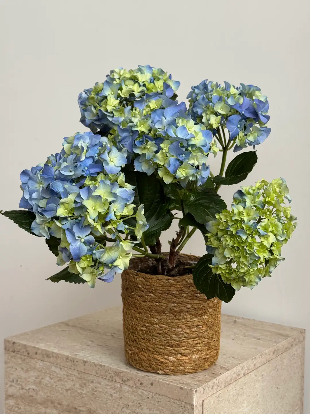 Ortanca (Hydrangea) Bitkisi Mavi