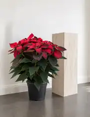 Poinsettia XXL 50-60 cm 2