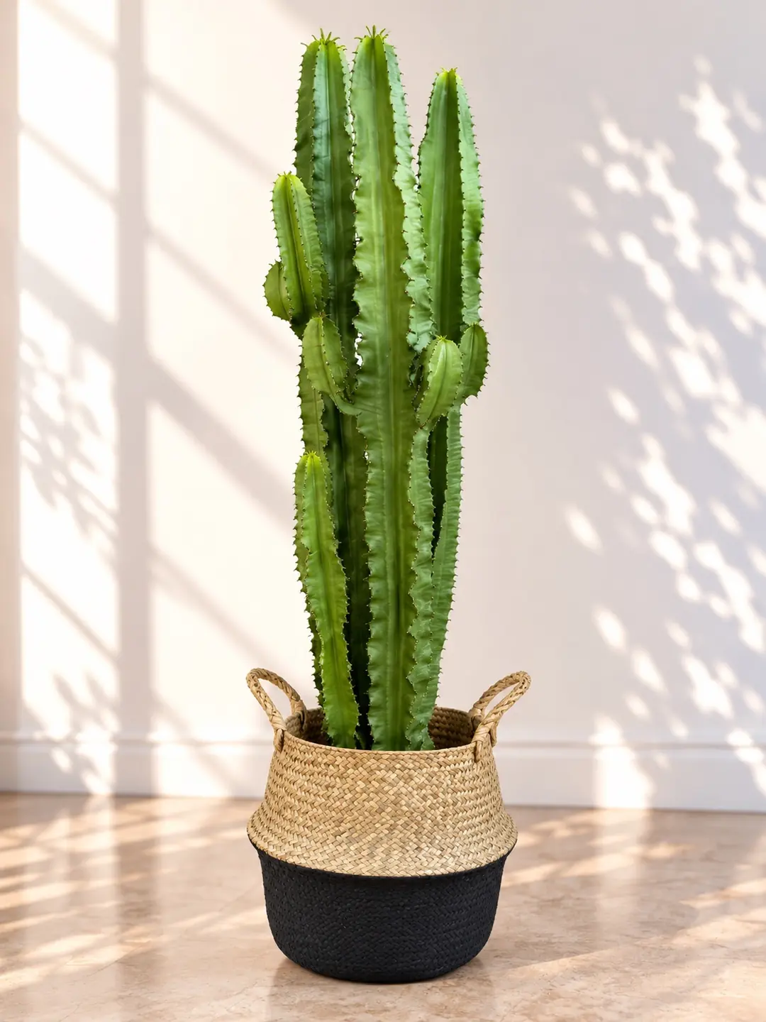 Euphorbia İngens 3 Kök Dev Kaktüs (120 cm)