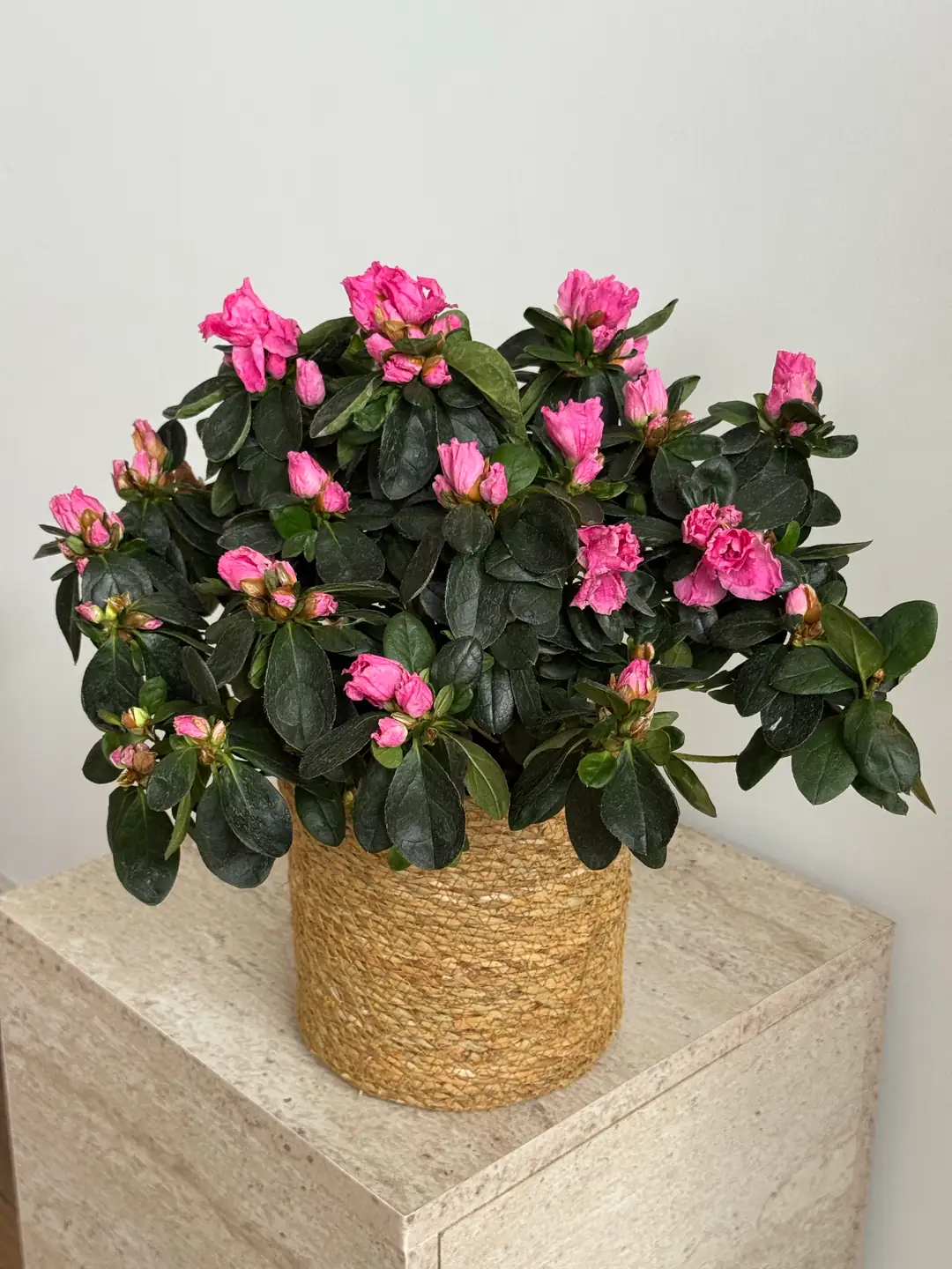 Renkli Azalea ( Açelya ) Çiçeği 