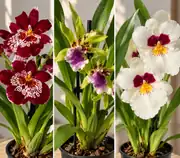 Miltoniopsis Koleksiyon Orkide ( Özel Tür Pansy Orkide ) 3