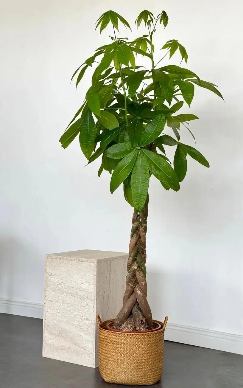Pachira Aquatica (Para Ağacı) Bitkisi 150-160 cm