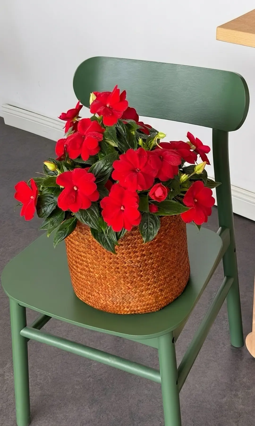 Cam Güzeli Çiçeği ( Impatiens )