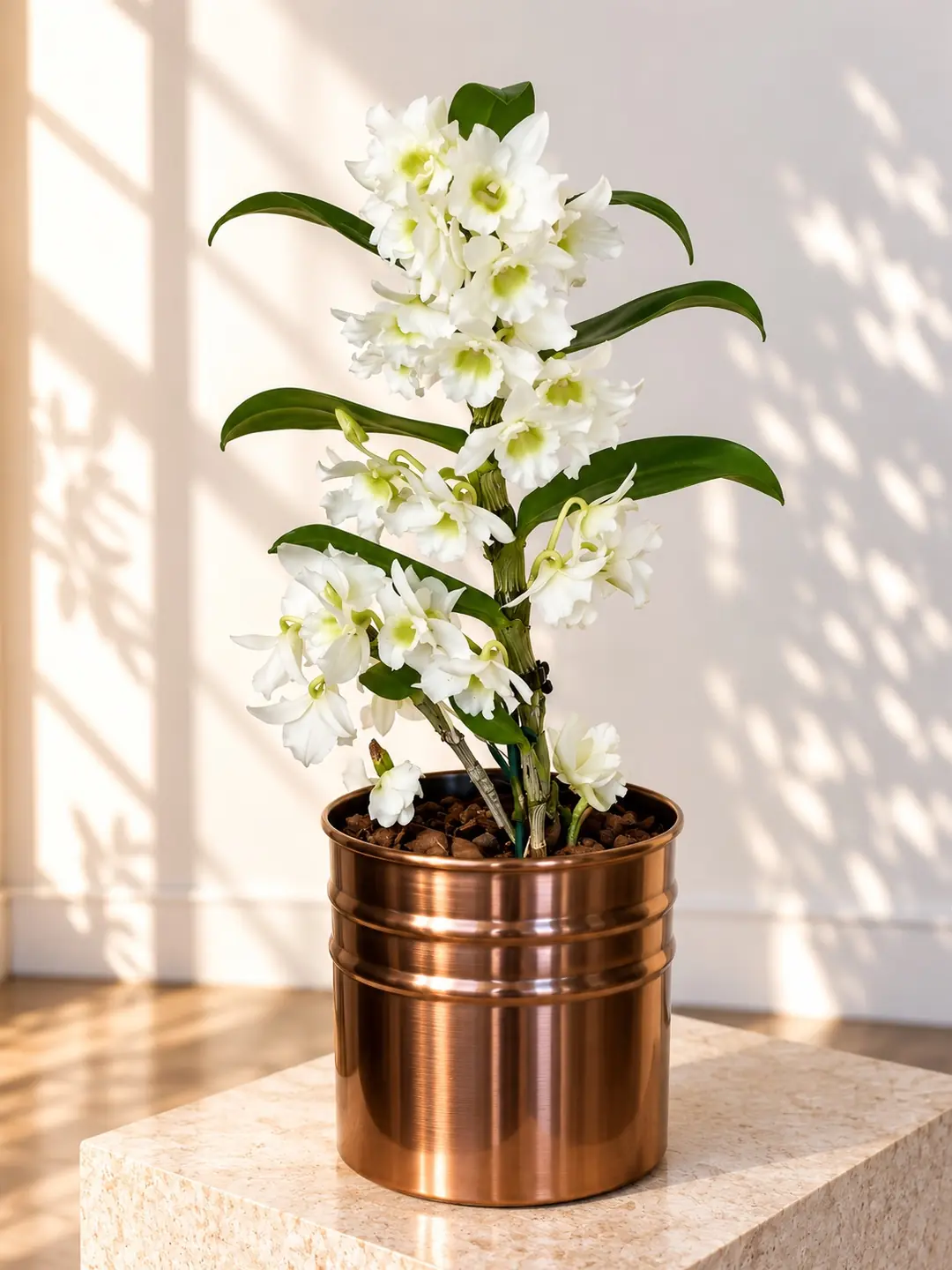 Dendrobium Beyaz Orkide