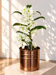 Dendrobium Beyaz Orkide 1