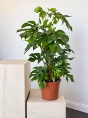 Monstera Minima - Rhaphidophora tetrasperma 2