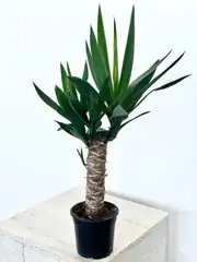 Yucca ( Yuka ) Bitkisi Masa Boy 2