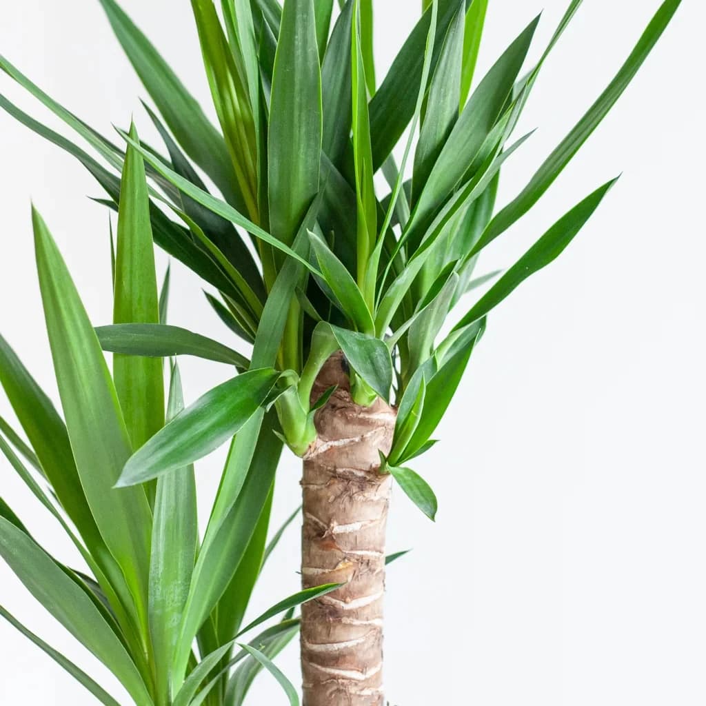 Yucca ( Yuka ) Bitkisi İki Gövdeli 130-140 cm 3
