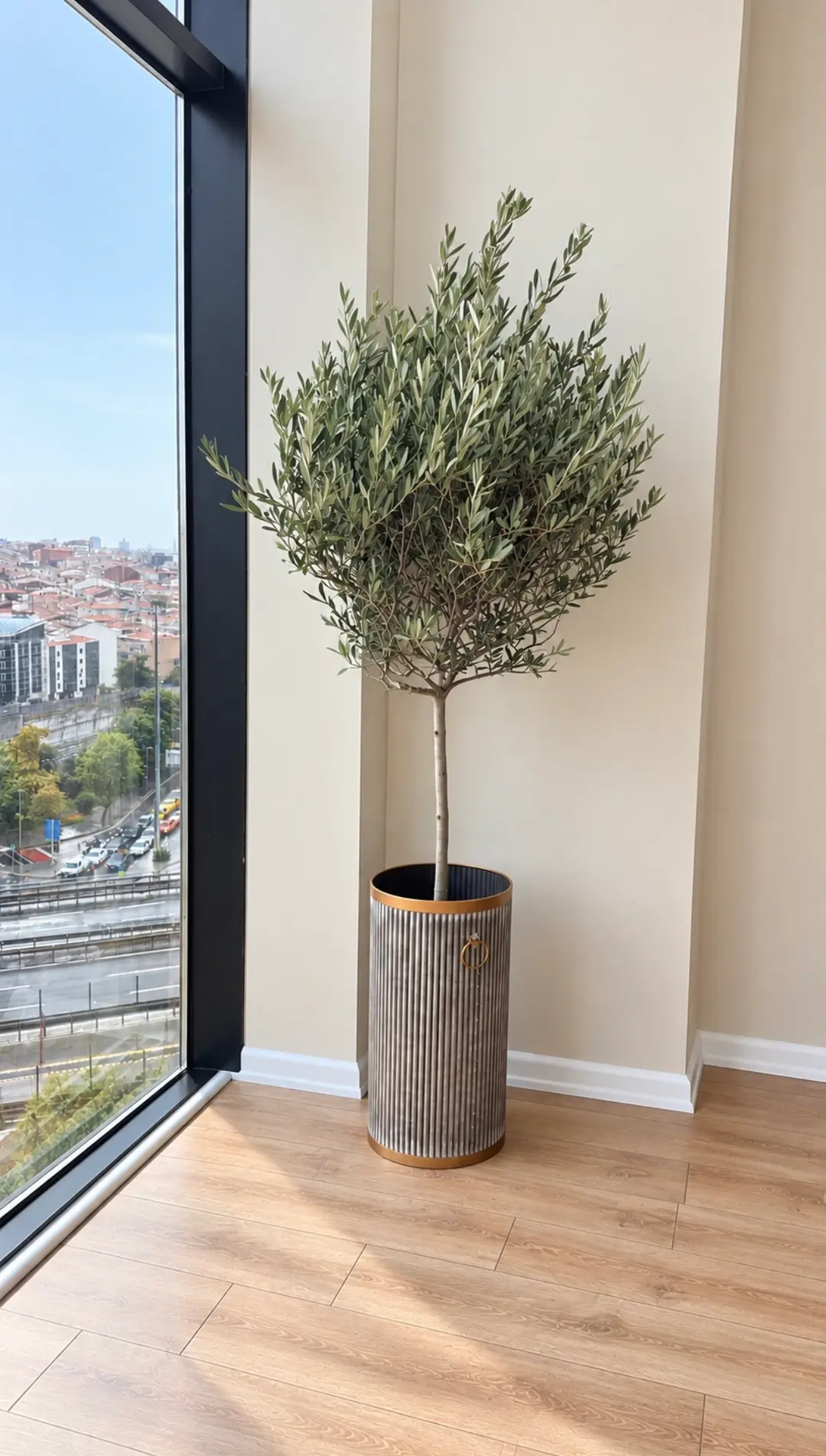Tijli Bonsai Anaç Zeytin (160-170 cm )