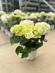 Ortanca (Hydrangea) Bitkisi Beyaz 2