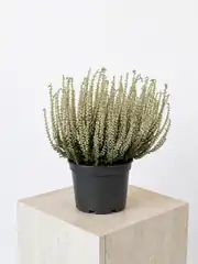 Beyaz Funda (Calluna vulgaris) 2