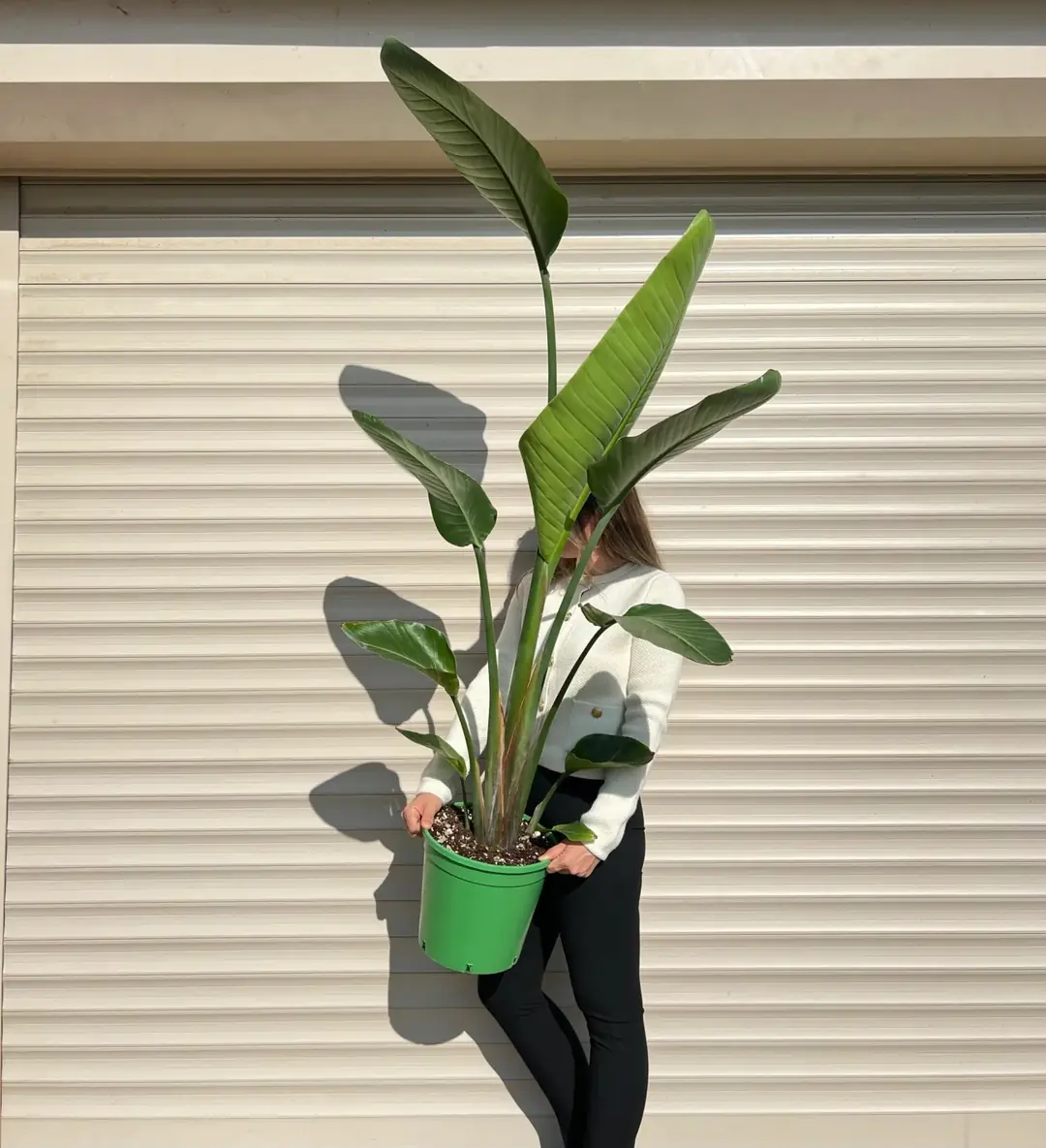 Starliçe (Strelitzia Nicolai) Bitkisi Tek Kök 150-160 cm 3