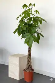 Pachira Aquatica (Para Ağacı) Bitkisi 150-160 cm 2