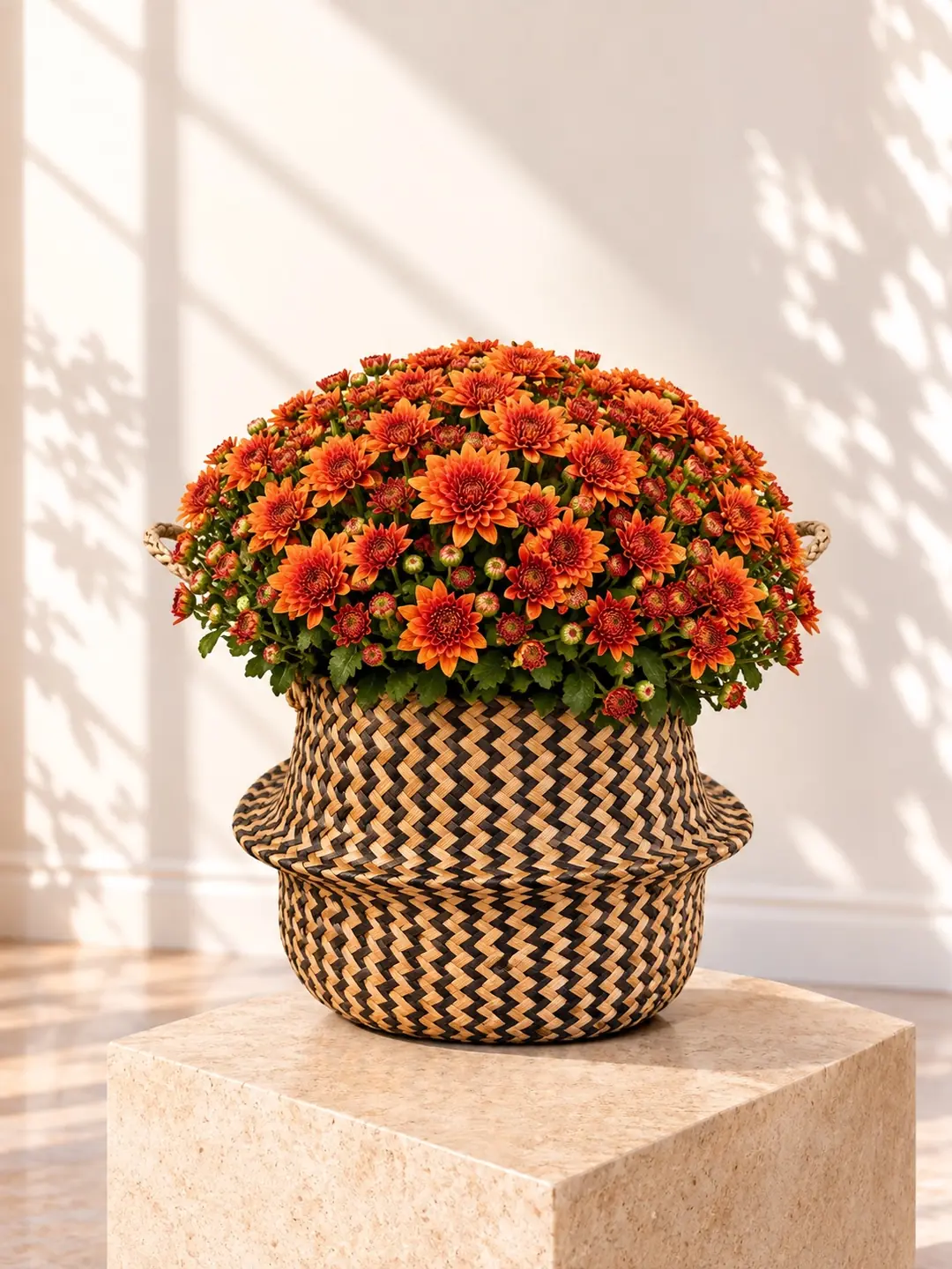 XXL Kasımpatı Turuncu(Chrysanthemum morifolium)
