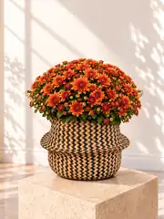 XXL Kasımpatı Turuncu(Chrysanthemum morifolium) 1