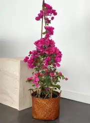Begonvil Ağacı 120 -130 cm Fuşya 1