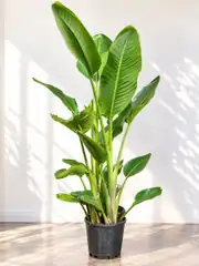  Starliçe (Strelitzia Nicolai) Bitkisi 3 Kök 150-160 cm  2