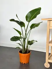 Starliçe (Strelitzia Nicolai) Bitkisi 90-100 cm Çok Köklü 2