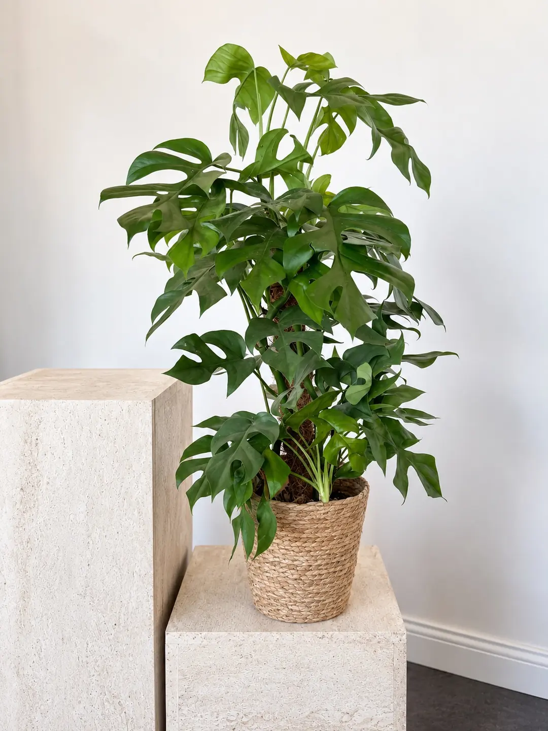 Monstera Minima - Rhaphidophora tetrasperma