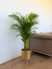 Areka Palmiyesi ( Dypsis Lutescens ) 120–130 cm İthal Sık Köklü 2