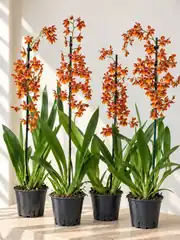Nadir Cambria (Oncidium) Orkide – Turuncu Bakır Tonlu Koleksiyon Türü 2