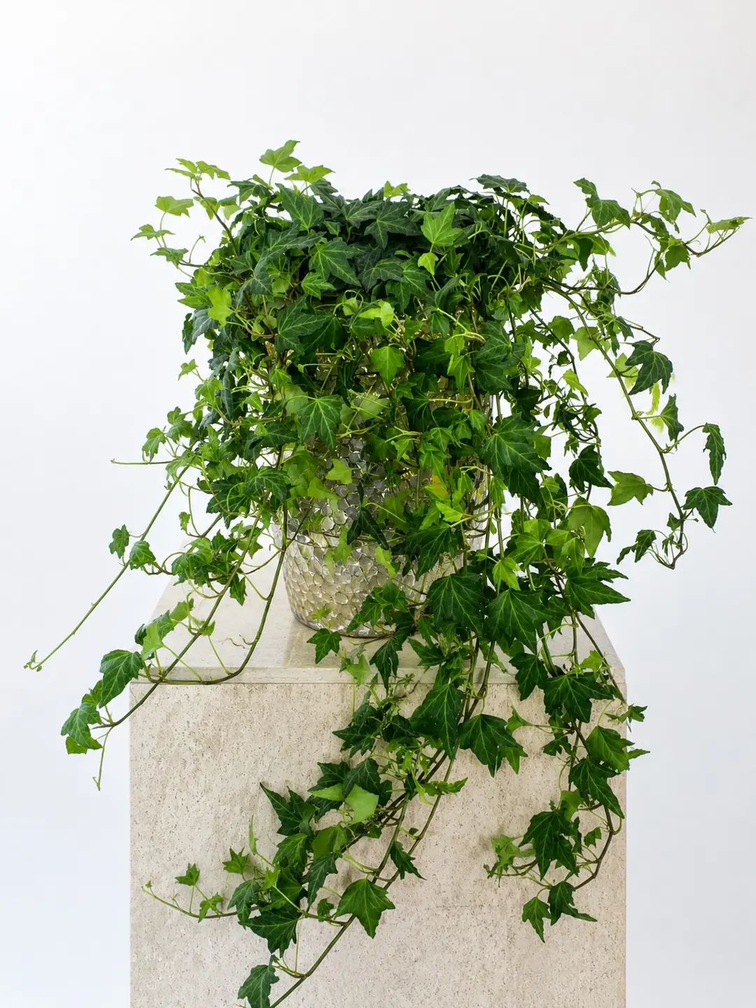 Hedera Helix Veriagata ( Lvy ) Bitkisi
