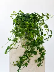 Hedera Helix Veriagata ( Lvy ) Bitkisi 1