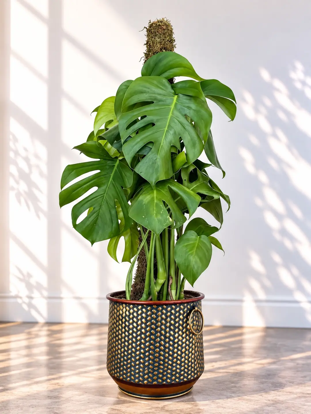 Monstera Deve tabanı (Monstera Deliciosa) Bitkisi Yosun Çubuklu 100-110 cm