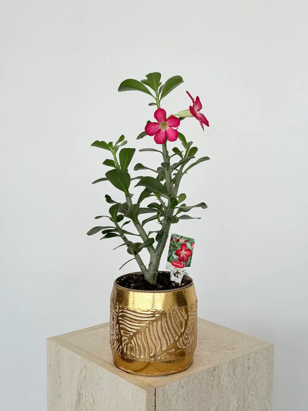 Adenium Obesum ( Çöl Gülü )