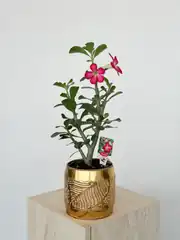 Adenium Obesum ( Çöl Gülü ) 1