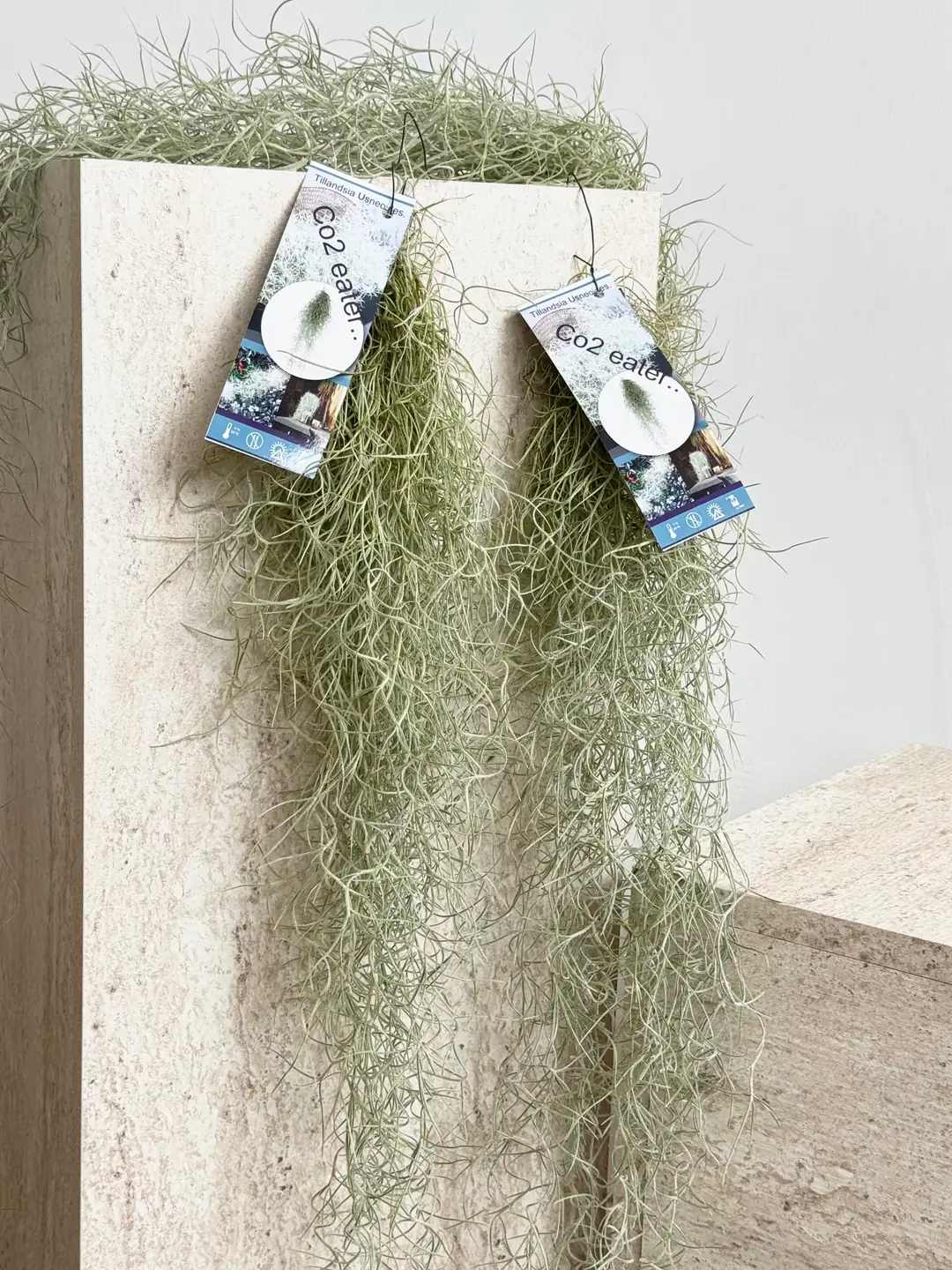 Hava Bitkisi 80 cm Dolgun Kancalı (Tillandsia Usneoides) – Sarkıcı Dekoratif İspanyol Yosunu