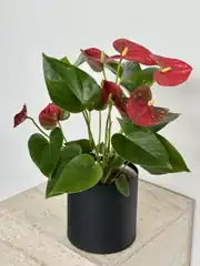 Antoryum  Bitkisi 1