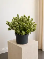 Alacalı Yıldız Çalısı - Alacalı Pittosporum Tobira 2